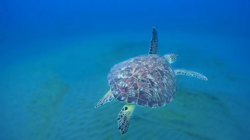Barbadine villa location guadeloupe Tortue de mer Anse tarare