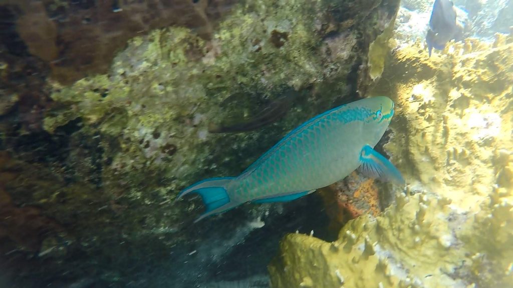 Poisson peroquet mérou mer des Caraïbes et anse à la Gourde vers Tarare - Location Villa Guadeloupe